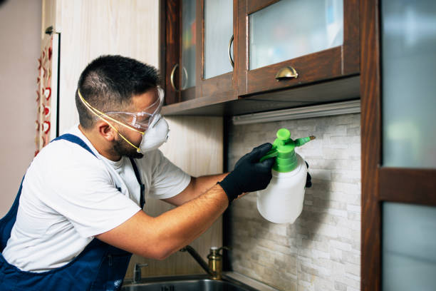Best Local Pest Control Services  in Boutte, LA