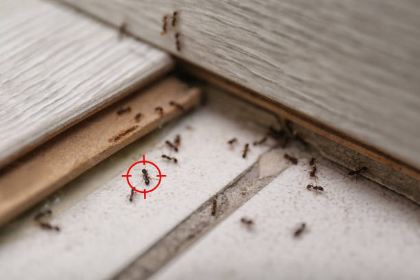 Best Termite Control Services  in Boutte, LA