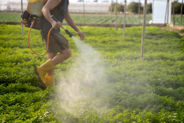 Best Mosquito Control Services  in Boutte, LA