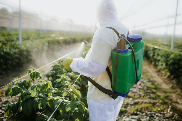 Best Bed Bug Extermination  in Boutte, LA